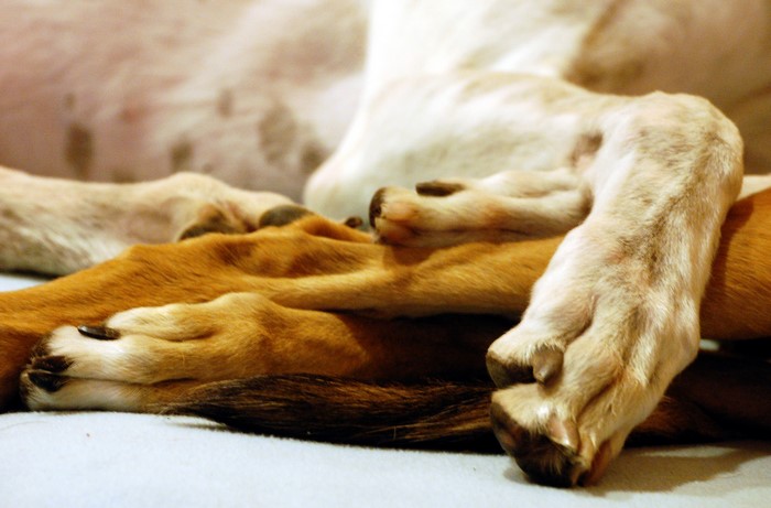 Close-up of dogs' paws piled together