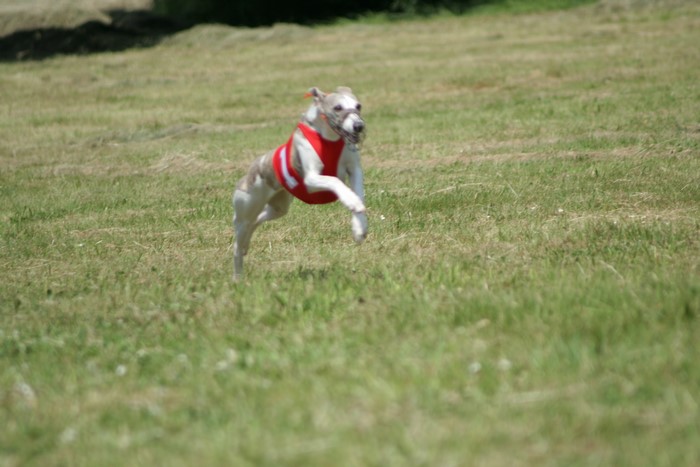 Whippet dog wearing a red vest running on grass