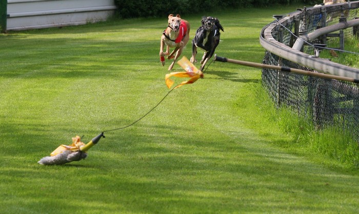 Two sighthounds racing on a grassy track