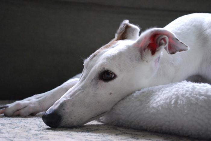 White Greyhound Dog Resting