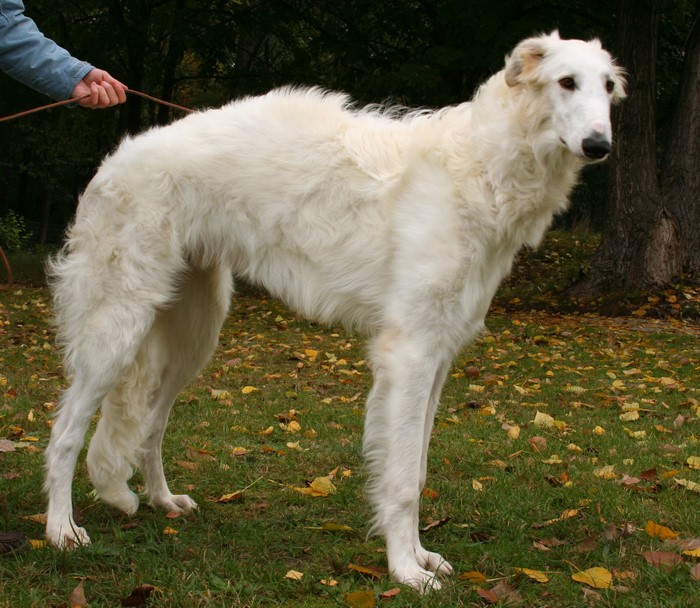 White Borzoi dog standing on grass with fallen leaves