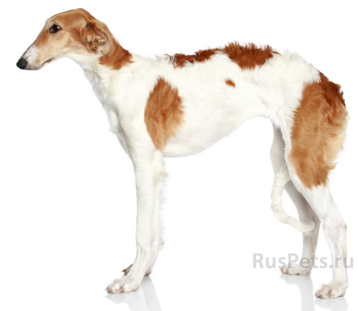 Borzoi dog standing on a white background