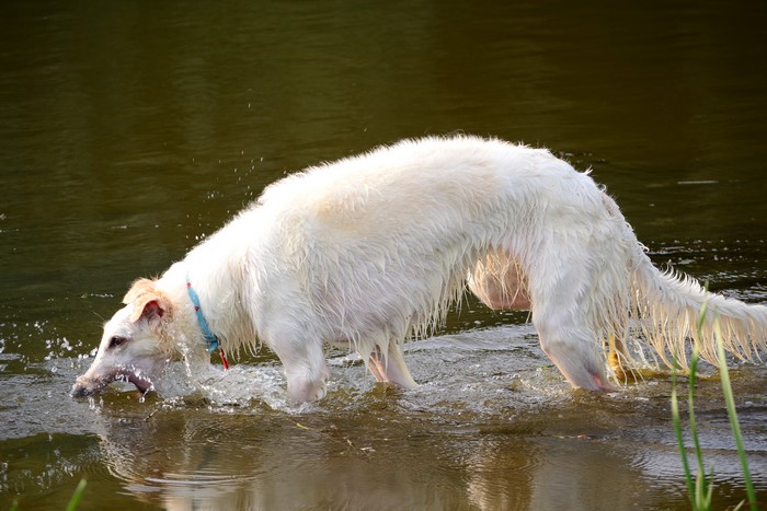White Borzoi dog drinking water in a lake