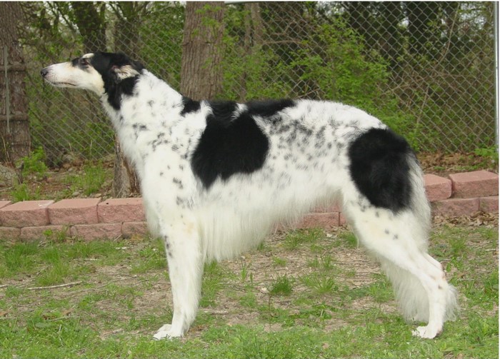 Black and white spotted Borzoi dog standing outdoors