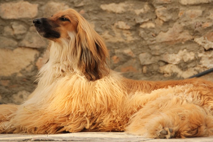 Afghan Hound dog with ginger color fur