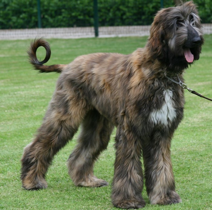 Afghan Hound standing on grass