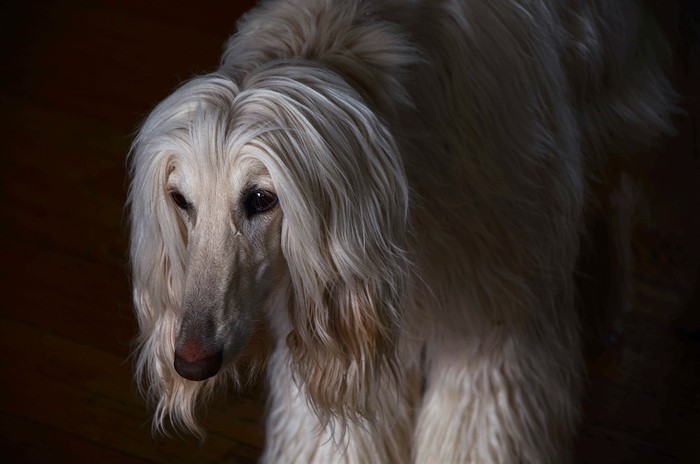 Afghan Hound with long white fur