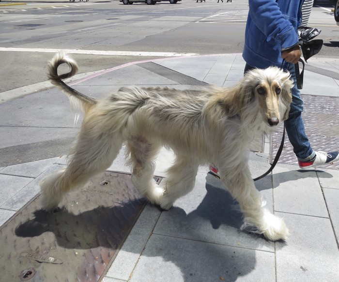 Afghan Hound on a Leash Walking on Sidewalk