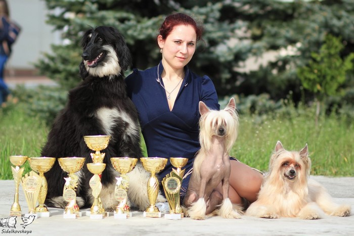 Woman with Afghan Hound, Chinese Crested Dogs, and Awards