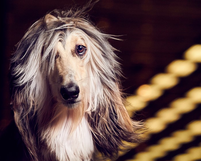 Blonde Afghan Hound Dog Stock Photo 759115264 | Shutterstock