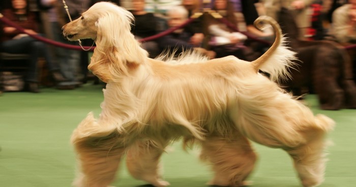 Afghan Hound dog in a show