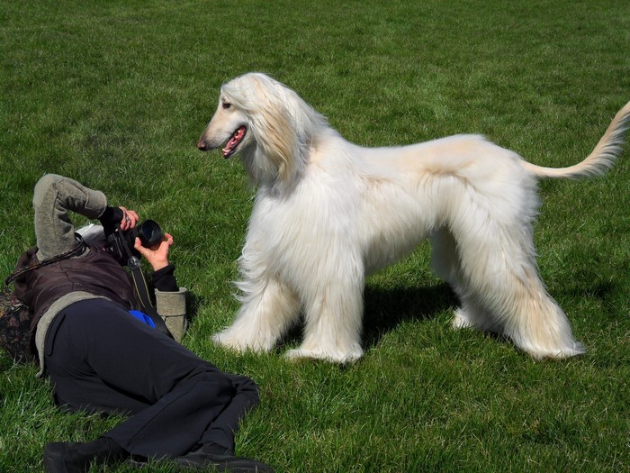 Afghan Hound posing for a photographer on grass