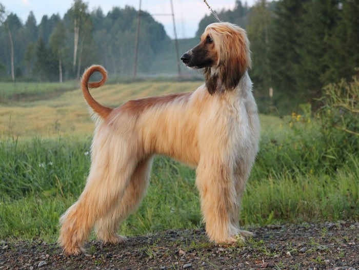 Afghan Hound dog with ginger color fur