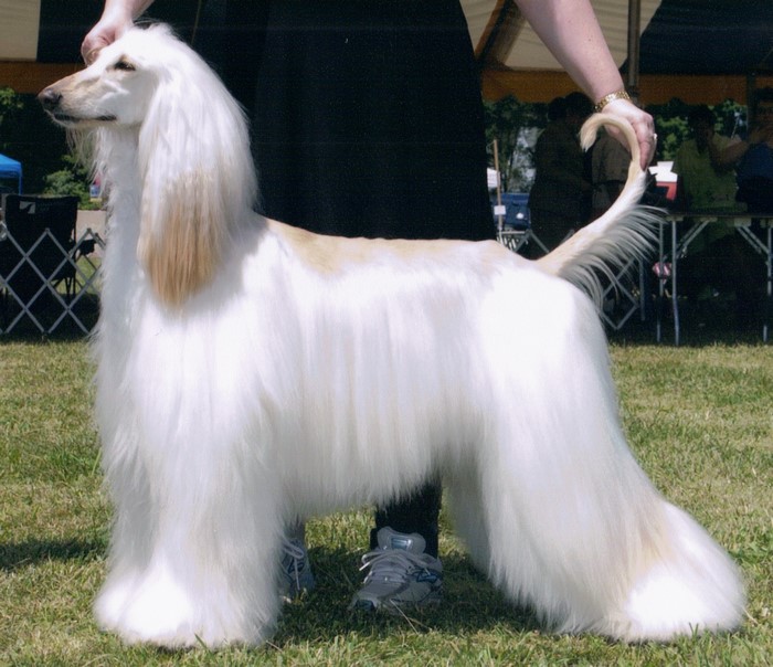 Afghan Hound dog standing on grass