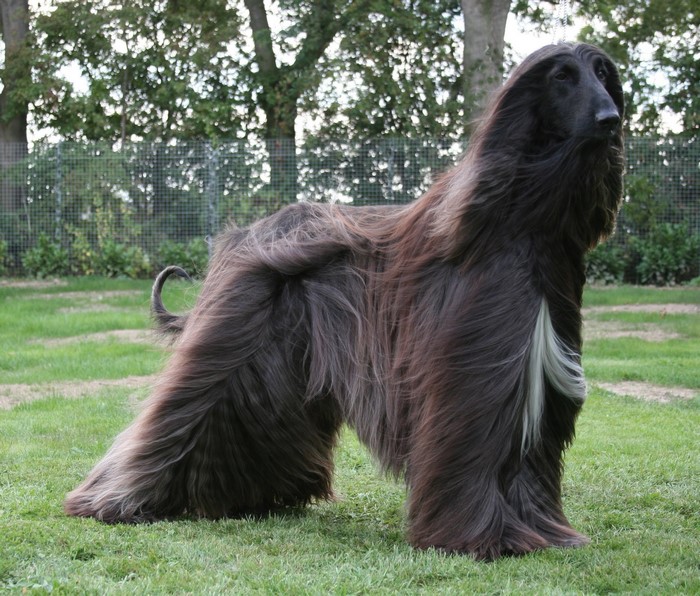 Afghan Hound standing on grass