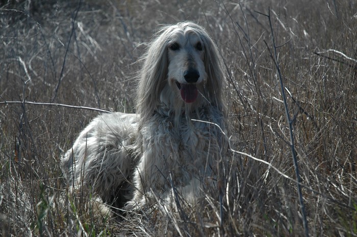 Afghan Hound dog in dry grass