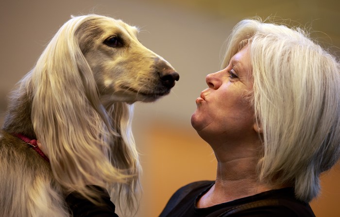 Afghan Hound and woman sharing a moment