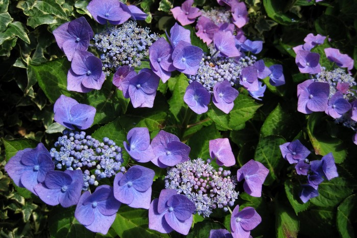 Close-up of purple Hydrangea flowers