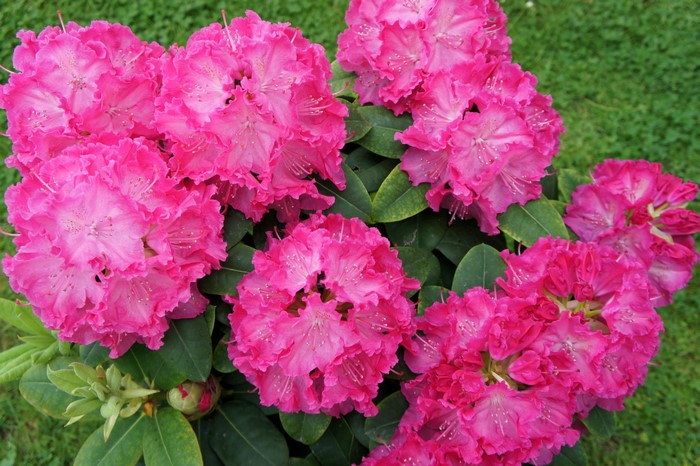 Close-up of bright pink Rhododendron flowers