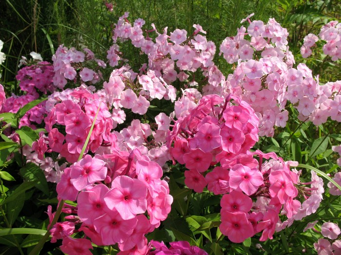 Pink and magenta phlox flowers in a garden