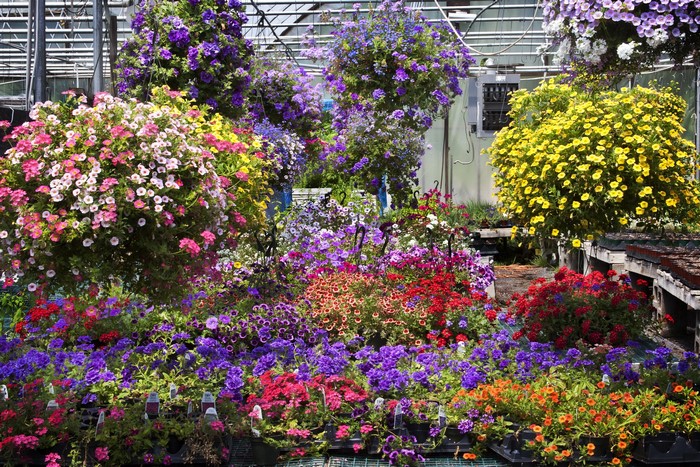 Greenhouse filled with colorful hanging and potted flowers