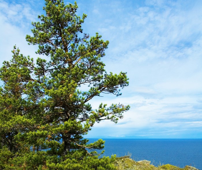 Pine tree on a rocky shore overlooking the ocean