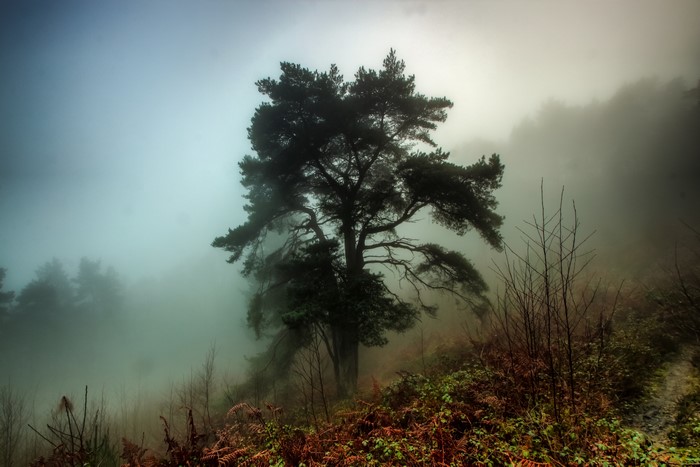 Foggy Forest with Pine Tree