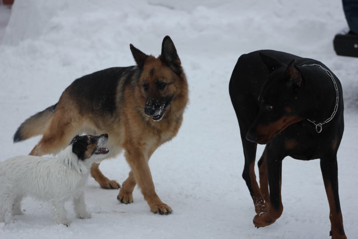 Doberman Pinscher, Shepherd, and Jack Russell Terrier in Snow