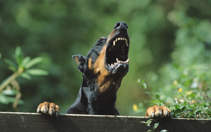 Doberman Pinscher barking over a wooden fence