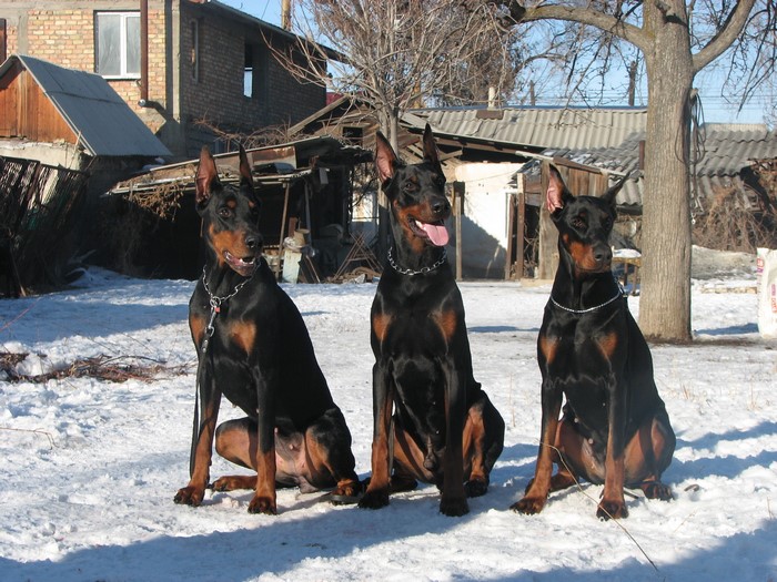 Three Doberman Pinschers sitting in the snow