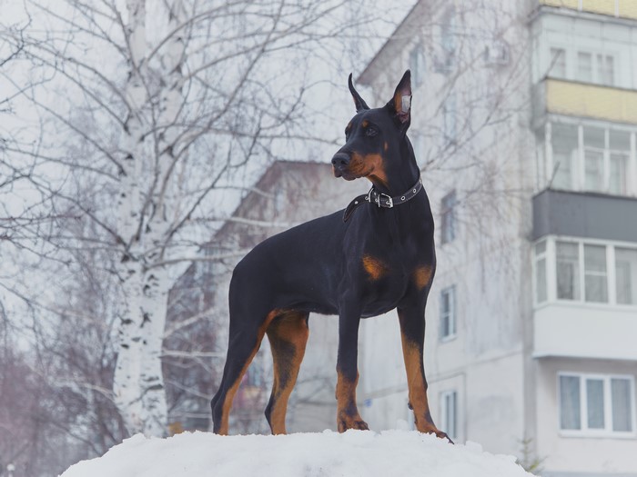 Doberman Pinscher standing on snow in winter