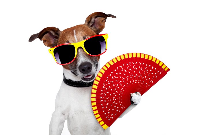 Jack Russell Terrier Dog Wearing Sunglasses Holding a Fan