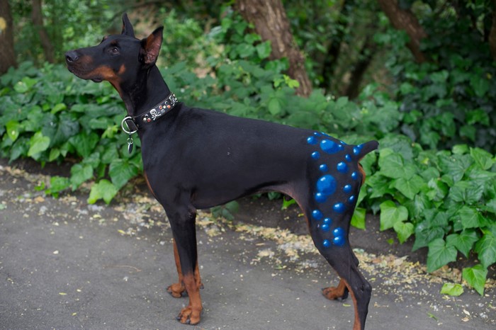 Doberman Pinscher with blue bubbles painted on its side