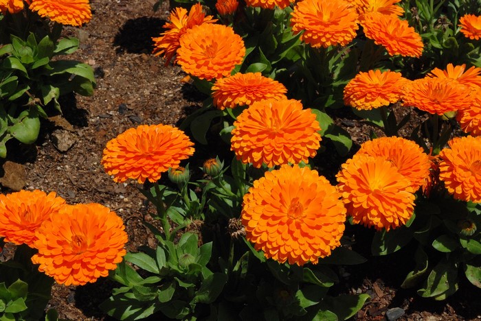 Orange Calendula Flowers in Bloom