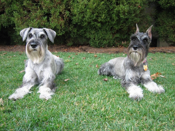 Two Schnauzers lying on grass