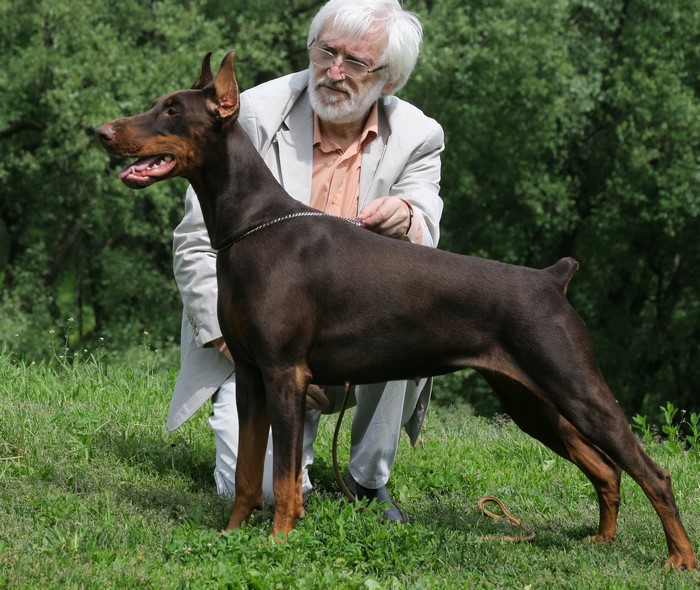 Man with a Doberman Pinscher dog on grass