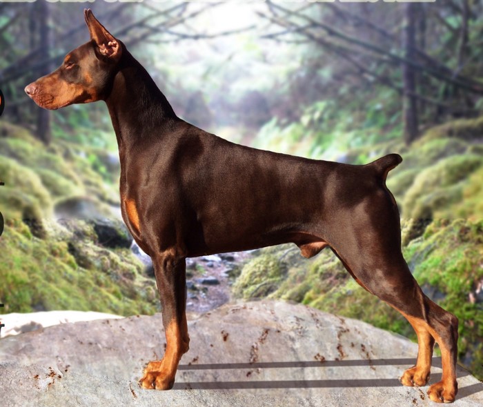 Brown Doberman Pinscher standing on a rock