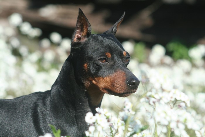 Black and tan Miniature Pinscher dog in white flowers