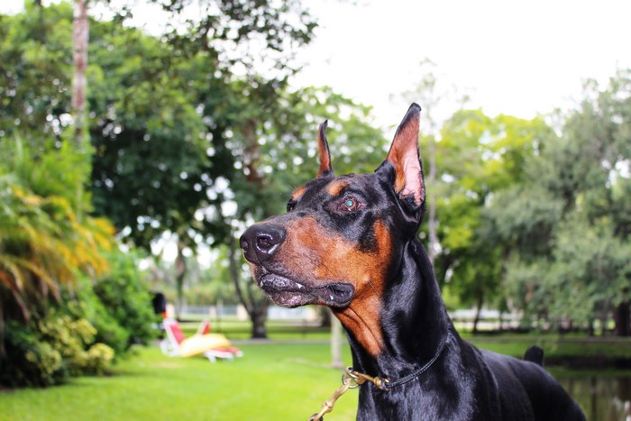 Doberman Pinscher dog in a park