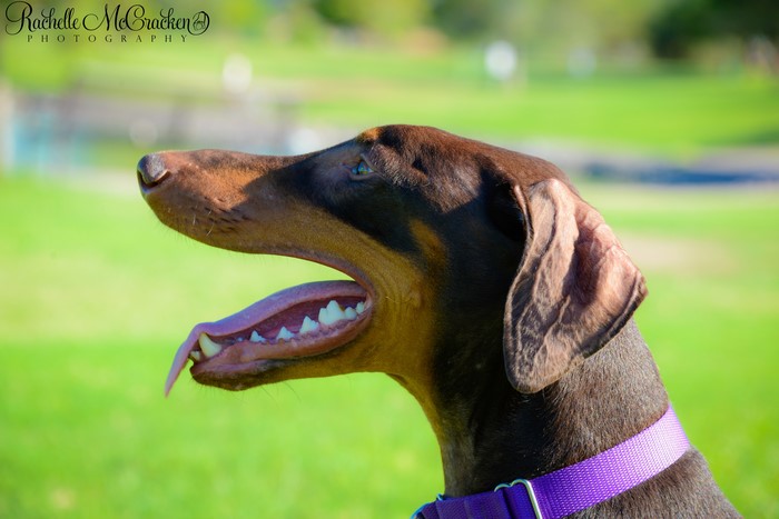 Doberman Pinscher dog with open mouth