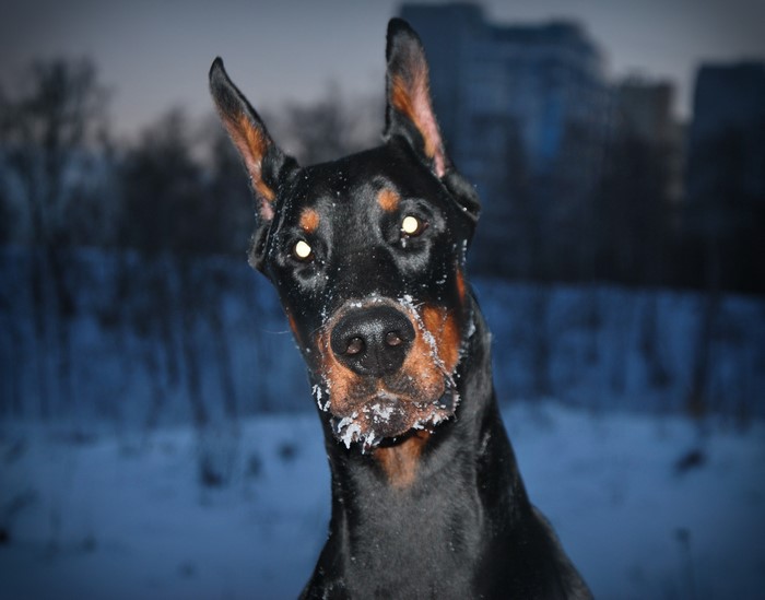 Doberman Pinscher with snow on its face
