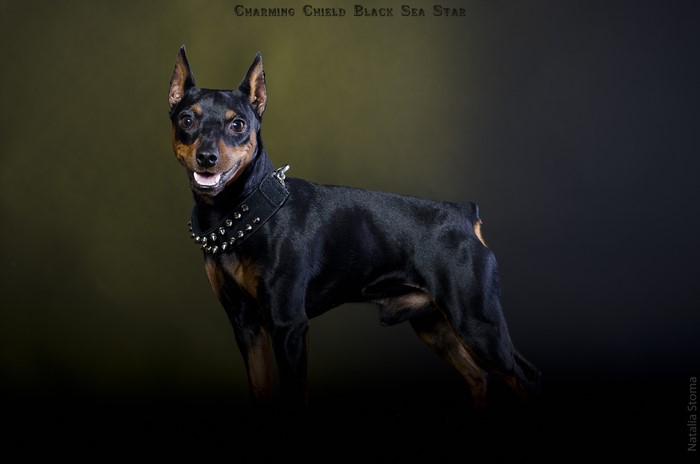 Charming Chield Black Sea Star Doberman Pinscher
