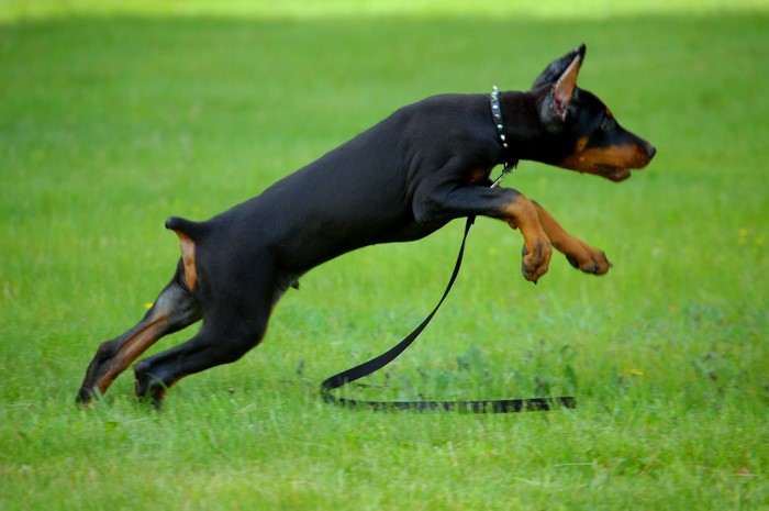Doberman Pinscher running on grass