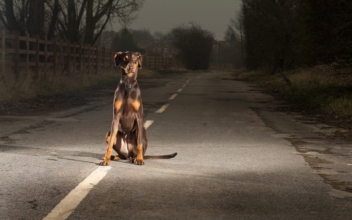 Brown Doberman Pinscher sitting on a road