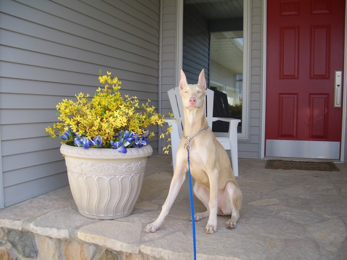 White Doberman Pinscher sitting on a porch