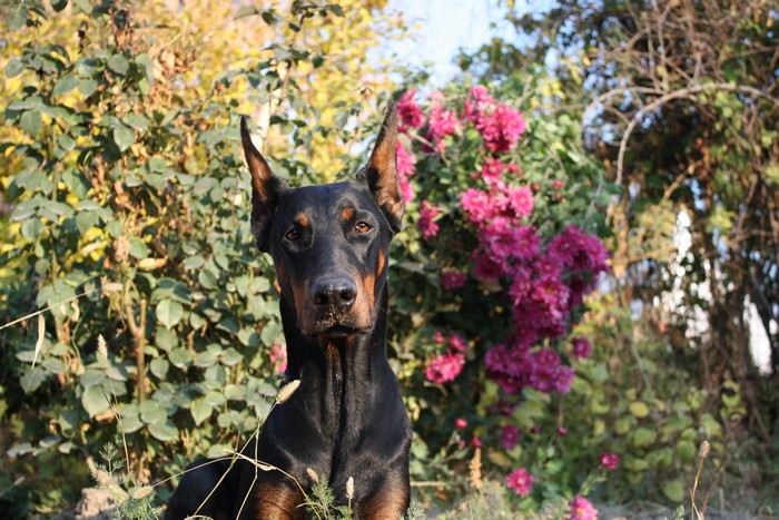 Doberman Pinscher Dog in Garden