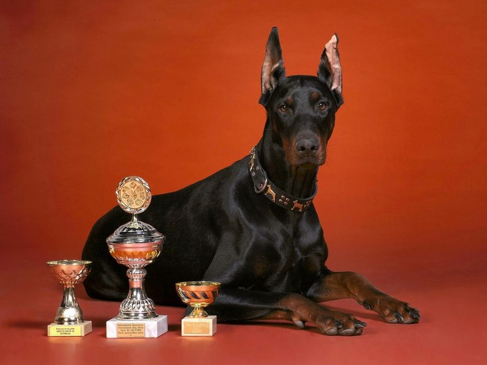Doberman Pinscher with Trophies