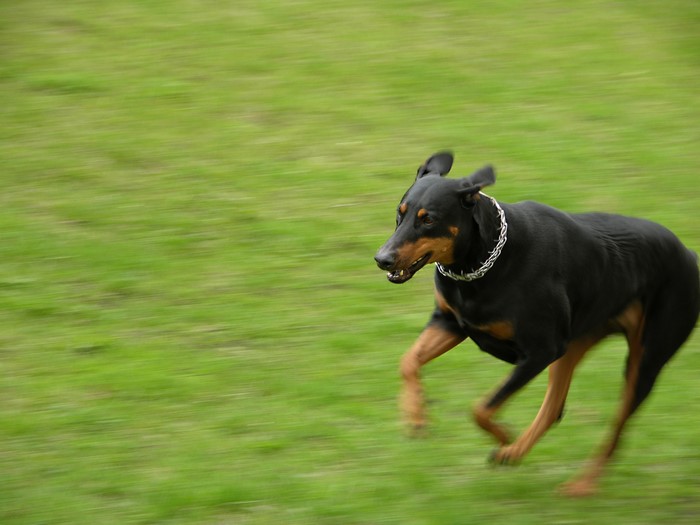Doberman Pinscher running on grass