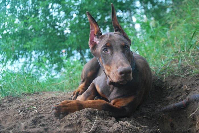Brown Doberman Pinscher Lying on Dirt
