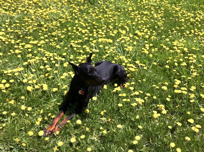 Black Doberman Pinscher lying in a field of dandelions
